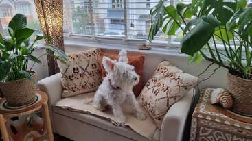 Un pequeño perro blanco está sentado en un acogedor sofá beige con cojines estampados, rodeado de plantas de un verde vibrante, cerca de una ventana iluminada por el sol en una habitación tranquila.