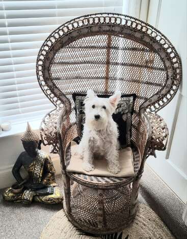 Un pequeño perro blanco se sienta regiamente en una ornamentada silla de mimbre con forma de pavo real. Junto a la silla, una estatua dorada de Buda descansa en el suelo, creando un ambiente tranquilo.