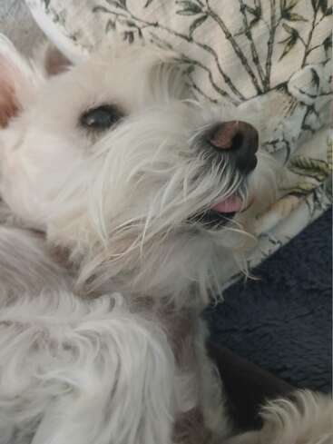 Un esponjoso perro blanco descansa cómodamente sobre una almohada estampada, con aspecto relajado, la lengua ligeramente fuera y el suave pelaje enroscado alrededor del cuerpo.