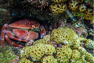 Un cangrejo rojizo se esconde entre vibrantes corales y esponjas bajo el agua. El coral texturizado muestra patrones amarillos únicos, que contrastan con el caparazón lleno de baches y las coloridas patas del cangrejo.