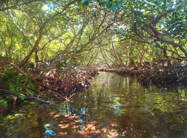 La luz del sol se filtra a través de densos y retorcidos manglares reflejándose en aguas tranquilas y poco profundas. Enredadas raíces bordean las orillas, creando un exuberante, aislado y vibrante entorno de humedal tropical.