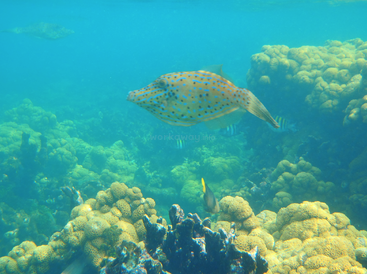 Un pez cofre moteado nada grácilmente sobre vibrantes arrecifes de coral en aguas azules y cristalinas, acompañado de algunos peces más pequeños, mostrando un próspero ecosistema marino submarino.