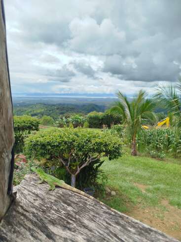 Eine grüne Eidechse ruht auf einer verwitterten Holzfläche und blickt auf üppige Gärten, Palmen, Berge, fernes Wasser und einen dramatischen Himmel voller dunkler Wolken.