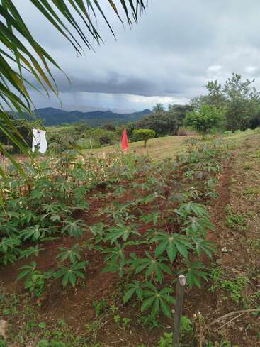 Ein grünes Maniokfeld unter bewölktem Himmel, mit sichtbaren roten und weißen Fahnen, üppigen Bäumen, fernen Bergen und Palmenwedeln, die die malerische Landschaft einrahmen.