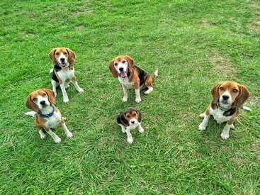Cinco cães beagle, incluindo um adorável filhote, estão sentados na grama verde exuberante, olhando atentamente para cima, com expressões alegres e ansiosas. Lindo cenário ao ar livre.
