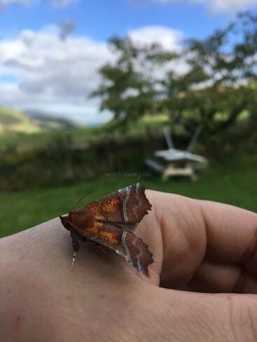 A hand holds a brown moth with orange spots, set against a blurred background of a green field, trees, and a blue sky with white clouds.
