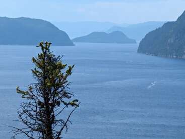 A lone tree stands in the foreground overlooking a vast blue lake, surrounded by distant, forested mountains under a clear, serene sky. Peaceful and tranquil.