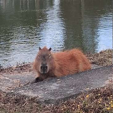 A capybara is lying on a concrete slab by the edge of a calm river. The animal looks relaxed, surrounded by grass and water reflections.