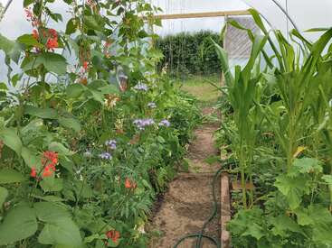 Ein üppiger Gartenweg im Gewächshaus mit sattgrünen Pflanzen, hohen Maisstängeln, Stangenbohnen mit roten Blüten, blühenden violetten Blüten und einem Gartenschlauch auf dem Boden.