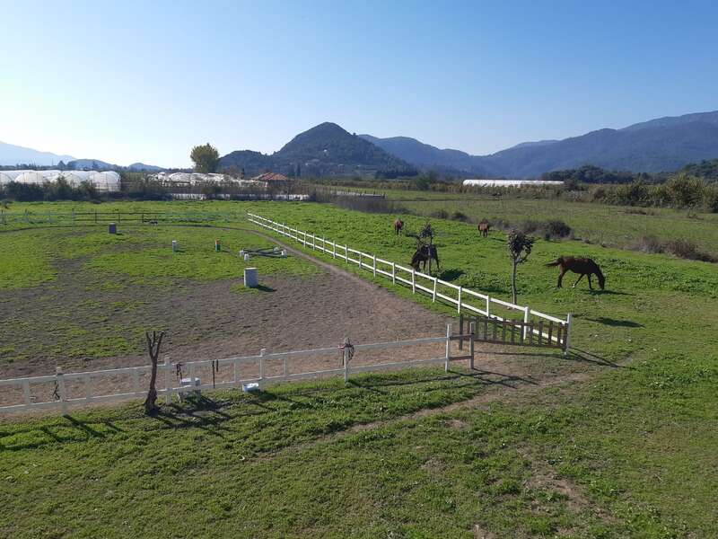 Une scène rurale paisible avec des champs verts, des chevaux qui paissent, des clôtures blanches divisant les sections, des montagnes lointaines, un ciel bleu clair et des serres visibles à l'arrière-plan.