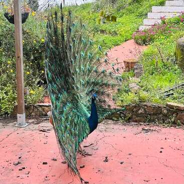 Ein lebhafter Pfau steht auf einem roten Pflaster und zeigt seine prächtigen, bunten Schwanzfedern. Ein grüner Garten und Steintreppen sorgen für eine üppige, natürliche Kulisse.