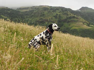 Um dálmata com uma coleira vermelha está sentado em um campo de grama alta, cercado por colinas verdes e montanhas enevoadas sob um céu nublado.