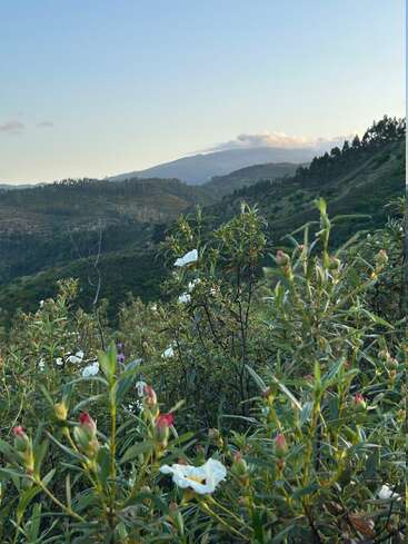Im Vordergrund dominieren Wildblumen mit weißen Blütenblättern und grünen Blättern. Sanfte grüne Hügel und ein Berg in der Ferne erstrecken sich unter einem klaren blauen Himmel bei Sonnenuntergang. Friedlich.