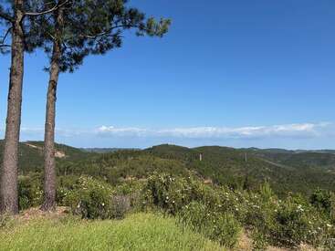 Im Vordergrund stehen zwei hohe Kiefern, die auf sanfte, grüne Hügel blicken, die von dichter Vegetation bedeckt sind – unter einem strahlend blauen Himmel mit vereinzelten weißen Wolken. Eine friedliche Landschaft.