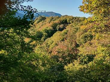 Dichter grüner Wald bedeckt sanfte Hügel unter einem klaren blauen Himmel. Das Sonnenlicht lässt das Laub schimmern und im Hintergrund erheben sich ferne Berge, die einen friedlichen, malerischen Anblick bieten.