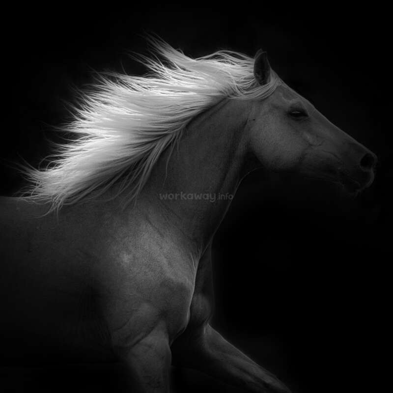 Das Bild zeigt ein Pferd mit wehender Mähne im Profil vor einem schwarzen Hintergrund, der ein Gefühl von Eleganz und Kraft vermittelt.