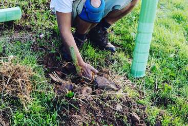 Une personne portant une genouillère bleue plante un jeune arbre dans le sol, entourée d'herbe, de cailloux, de paille et d'un tube de protection vert.