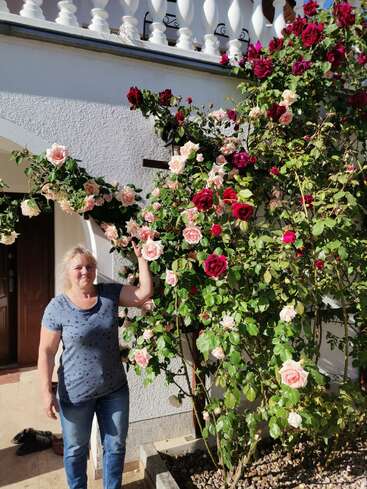 Eine Frau steht neben einem großen, blühenden Rosenstrauch mit rosa und roten Rosen und lächelt in der Sonne vor einem weißen Haus mit Balkon.