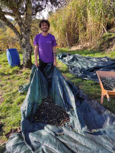 A smiling person stands outdoors, holding a tarp filled with freshly harvested olives. Trees, plants, and harvesting equipment surround them on a sunny day in nature.