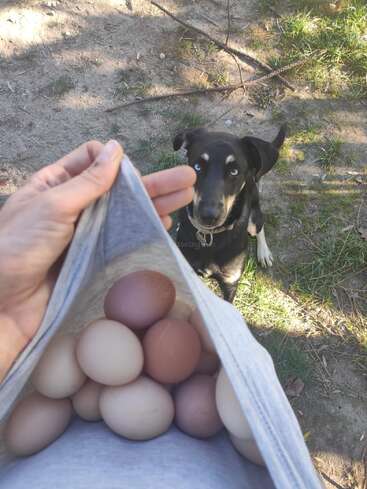 Une personne brandit le bas de sa chemise, rempli d'œufs fraîchement ramassés, tandis qu'un chien noir aux yeux bleus saisissants la regarde avec impatience.