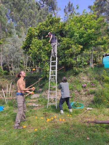 Trois personnes cueillent des oranges dans un jardin. L'une d'elles se tient sur une échelle pour atteindre l'arbre, une autre jongle avec les oranges et la troisième ramasse les fruits tombés en bas.