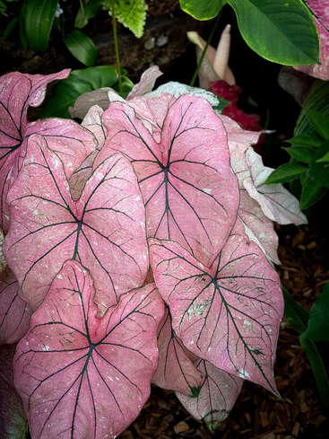 Folhas grandes e rosadas em forma de coração com veias escuras proeminentes se sobrepõem umas às outras. A folhagem verde as envolve, destacando sua aparência vibrante e delicada em um jardim exuberante.