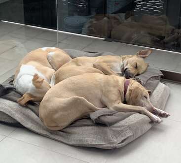 Trois chiens au pelage brun clair dorment paisiblement blottis les uns contre les autres sur un lit douillet. On aperçoit leur reflet dans la vitre derrière eux. L'atmosphère est sereine.