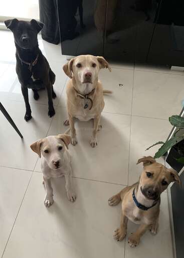Quatre adorables chiens sont assis patiemment sur un sol carrelé blanc, le regard tourné vers le haut avec impatience. Deux sont des chiots, deux sont des chiens adultes. Une plante et des meubles se trouvent à proximité.