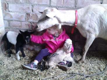 The image depicts a young girl sitting on the ground, surrounded by two baby goats and an adult goat, in a barn with hay on the ground.