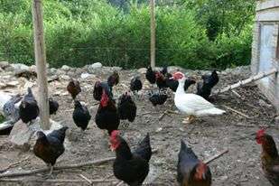 The image depicts a white duck amidst a flock of black chickens in a dirt enclosure, with a small wooden building in the background.