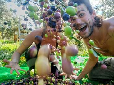 The image depicts a man and woman harvesting olives from an olive tree, with the man kneeling and the woman crouching beside him, surrounded by falling olives.