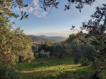 The image depicts a serene landscape featuring olive trees, lush greenery, and distant buildings, set against a picturesque backdrop of rolling hills and a blue sky with clouds.