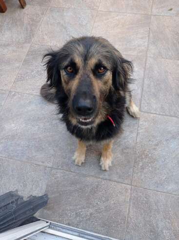 A fluffy black and brown dog with expressive eyes sits on a tiled floor, looking up attentively at the camera, wearing a red collar, appearing friendly.