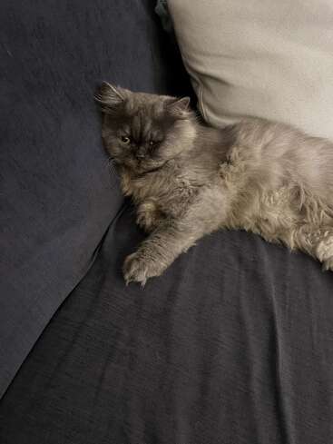 A fluffy gray cat with one eye lounges on a dark couch, next to a light-colored pillow, looking calm, relaxed, and a bit sleepy.
