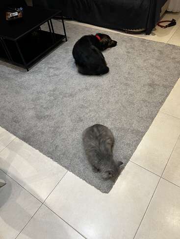 A black dog and a fluffy gray cat are both lying on a gray rug. The animals are facing away from each other in a cozy living room.