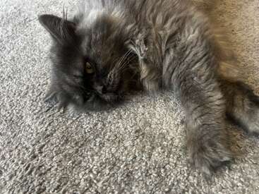 A fluffy gray cat is lying on a light-colored carpet, relaxing comfortably with one ear back. Its striking yellow eyes gaze softly towards the camera.