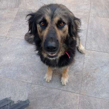 Um cachorro fofo, preto e marrom, com olhos expressivos, senta no chão de azulejo, olhando atentamente para a câmera, usando uma coleira vermelha, parecendo amigável.
