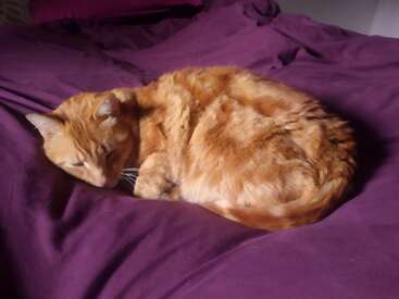Eine rot-gestreifte Katze hat sich friedlich zusammengerollt und ruht sich auf einer lila Decke aus. Die gemütliche und ruhige Atmosphäre unterstreicht den entspannten Zustand der Katze und ihr flauschiges Fell.