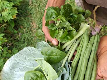 Un par de manos sostienen judías verdes recién cosechadas, verduras de hoja verde y col. El fondo es herboso, lo que sugiere que estas verduras han sido cosechadas recientemente en un huerto.