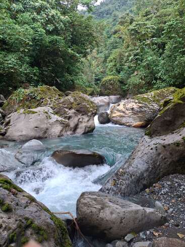 Un río caudaloso fluye entre rocas cubiertas de musgo y un bosque denso y frondoso. El agua cristalina corre sobre las piedras, rodeada de árboles imponentes y vegetación tropical. La naturaleza prospera.
