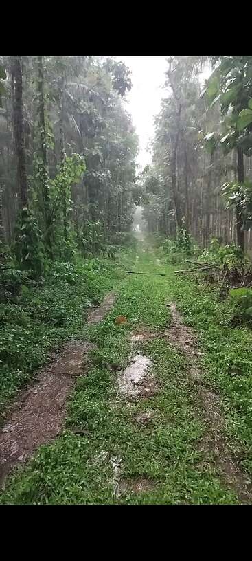 The image depicts a serene forest scene, featuring a dense canopy of trees and lush greenery, with a winding path or road traversing through the landscape.