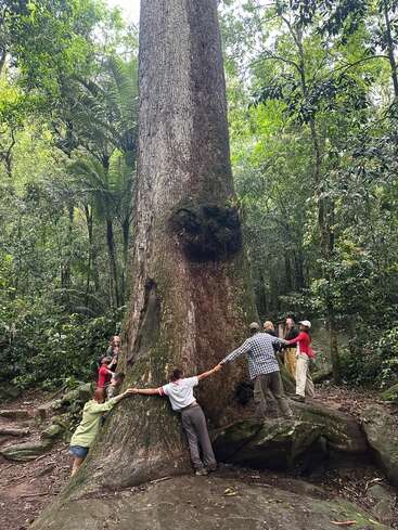 Un groupe de personnes forme un cercle, se tenant par la main autour d'un énorme tronc d'arbre dans une forêt luxuriante et dense, soulignant ainsi la taille et l'âge impressionnants de l'arbre.