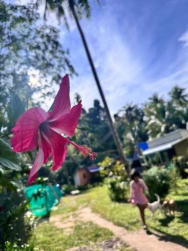 A vibrant pink hibiscus flower in sharp focus, set against a sunny village scene with palm trees, a woman walking dogs, and lush greenery in the background.