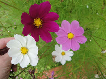 La imagen muestra una mano que sostiene una flor blanca con otras tres flores al fondo, sobre un fondo de hierba verde y una superficie de ladrillo rojo.