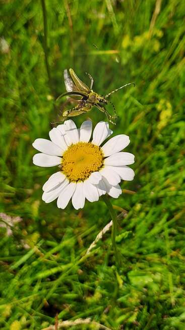 Ein gelb-schwarzer Käfer wurde mitten im Flug über einer weißen Margerite mit gelber Mitte eingefangen, vor dem Hintergrund von leuchtend grünem Gras.