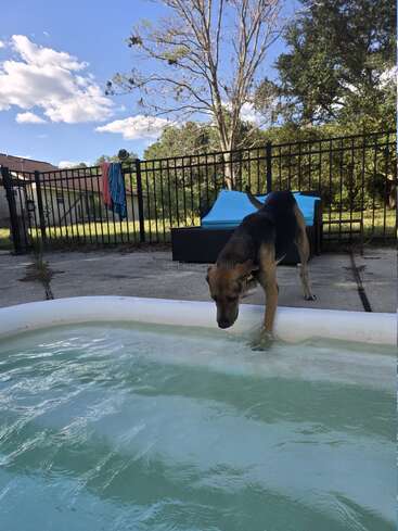 A curious dog dips its paw into a backyard pool under a clear blue sky. There are lounge chairs, towels, and a black fence surrounding the area.