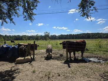 A sunny rural scene with cows and a pig standing near a wire fence. The background shows green fields, trees, blue sky, and scattered clouds.