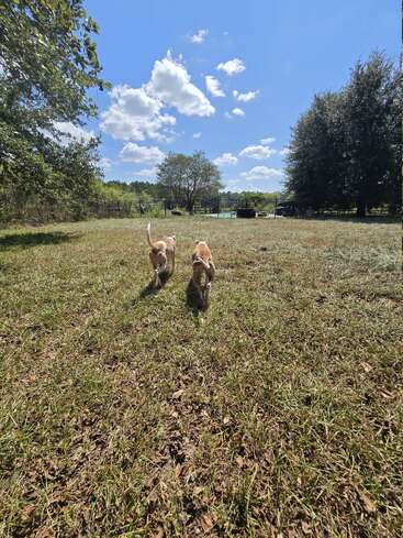 Two light brown dogs walk together on a grassy field under a bright, blue sky with fluffy clouds, surrounded by trees and a distant fence.