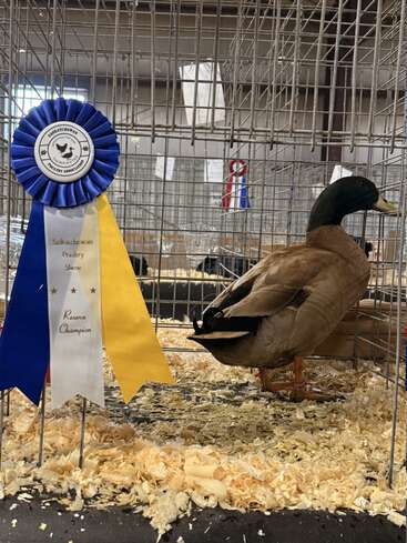 A duck stands inside a wire cage on wood shavings. A blue, yellow, and white ribbon reads “Saskatchewan Poultry Show Reserve Champion” attached to the cage.