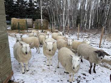 A group of sheep stands on a snowy ground in a fenced outdoor area. Hay bales and birch trees are visible in the background, creating a wintery farm scene.